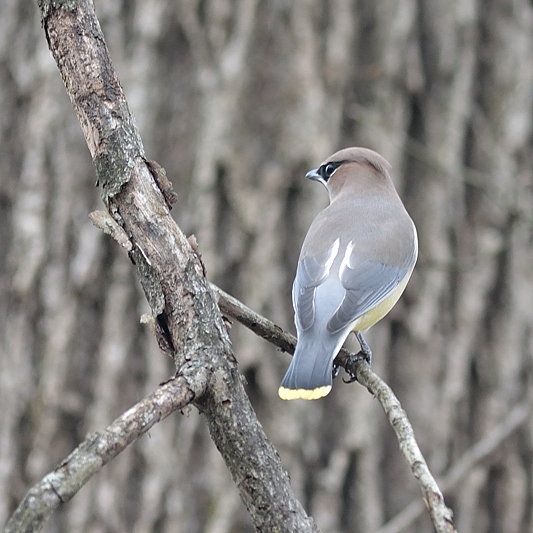 Cederpestvogel